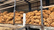 ۳ فرضیه برای بازگشت سیب زمینی های صادراتی ایران از ترکمنستان