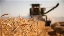 رشد ۲۷ درصدی صادرات محصولات کشاورزی در ۶ ماهه نخست سال ۹۷