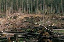 سمت‌وسوی سرنوشت جنگل‌ها با تحریم